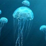 قناديل البحر