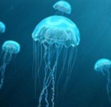 قناديل البحر