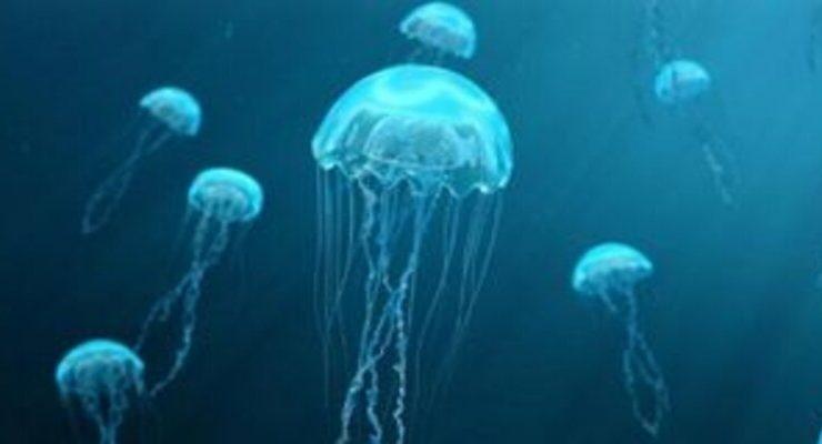 قناديل البحر