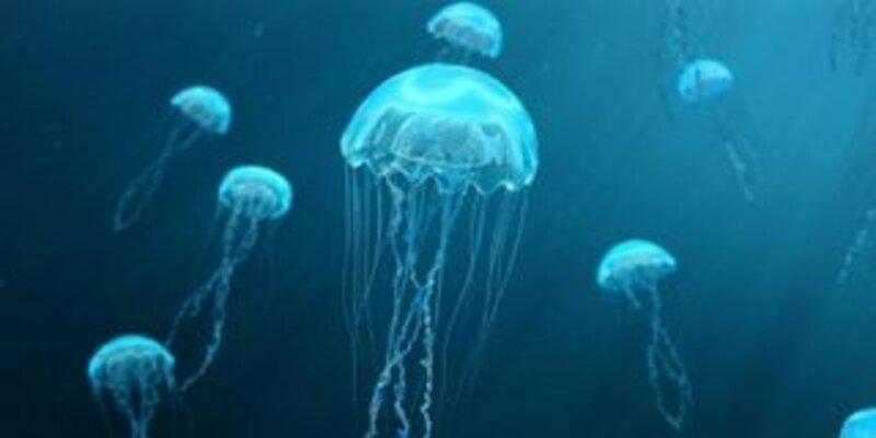 قناديل البحر