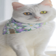 القطط بسبع أرواح