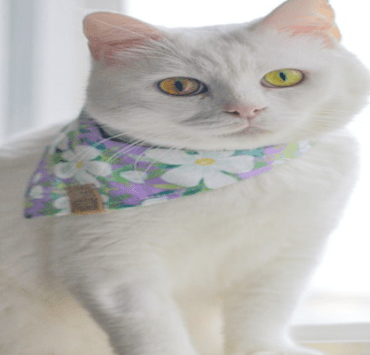 نادلة آلية تثير الجدل في الصين القطط بسبع أرواح