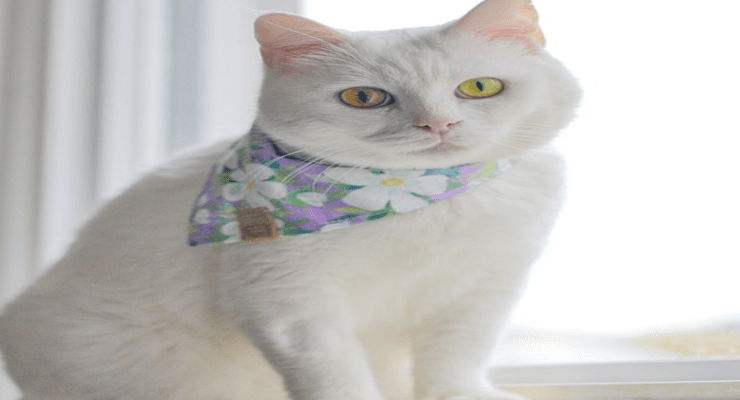 القطط بسبع أرواح