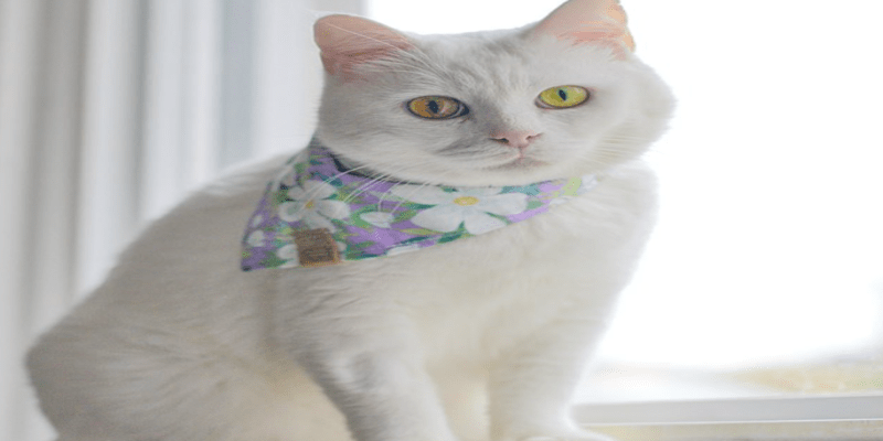 القطط بسبعة أرواح حقيقة أم أسطورة؟ القطط بسبع أرواح