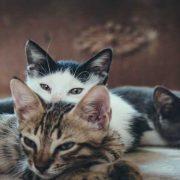 بيت الرعب في فرنسا