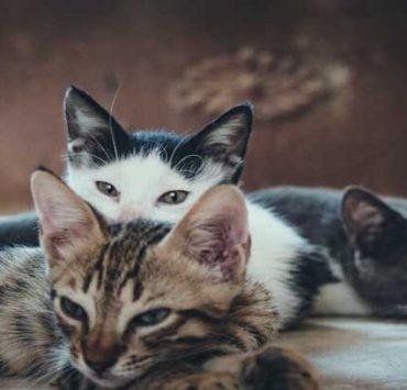 بيت الرعب في فرنسا