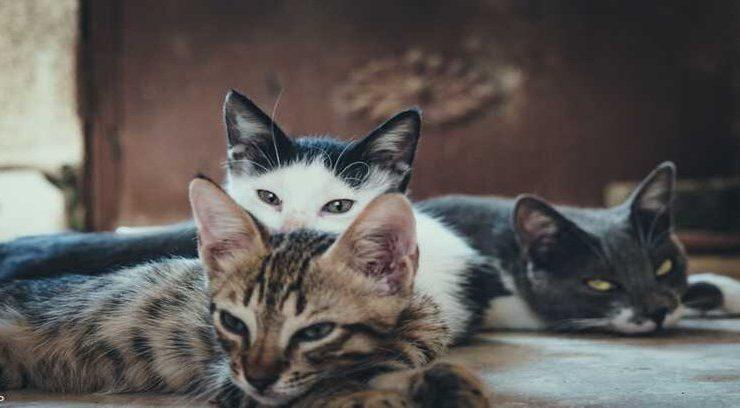 بيت الرعب في فرنسا