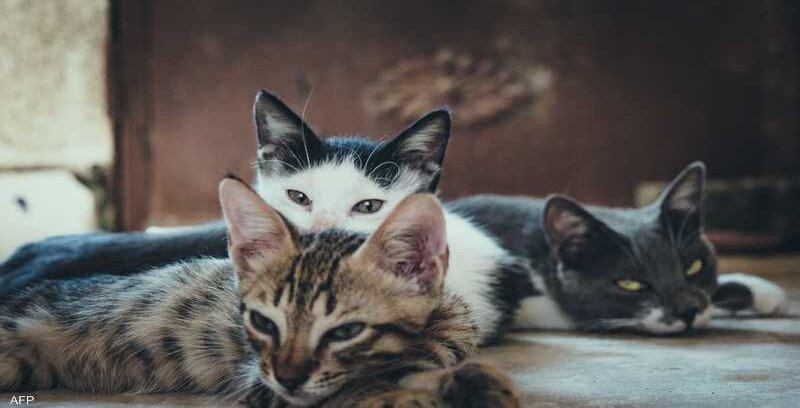 بيت الرعب في فرنسا