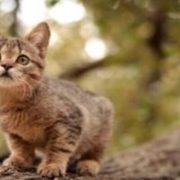 اتهام القطط