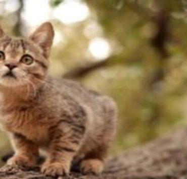 اتهام القطط