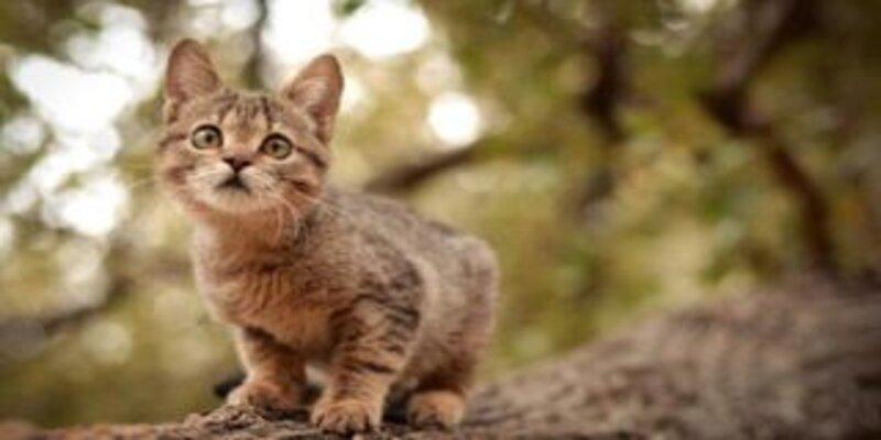 اتهام القطط