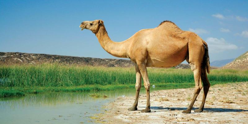 كيف تسببت ناقة واحدة في حرب لا ترحم دامت 40 سنة؟ ناقة