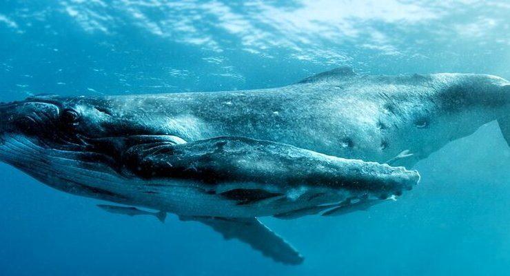 التحدث مع الحيتان