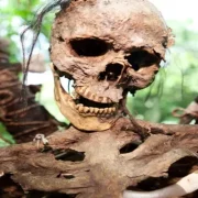 آكلي لحوم البشر