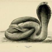 الكوبرا المصرية