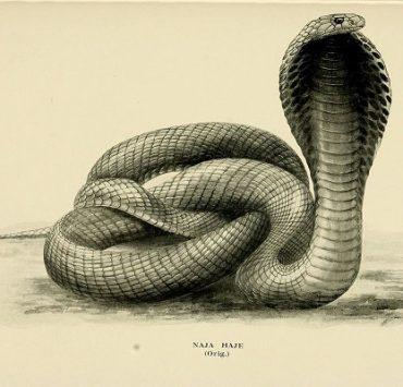 مومياء تولوند البالغة من العمر 2400 عام وأخذ بصمات أصابعه بسبب حفظها الجيد الكوبرا المصرية