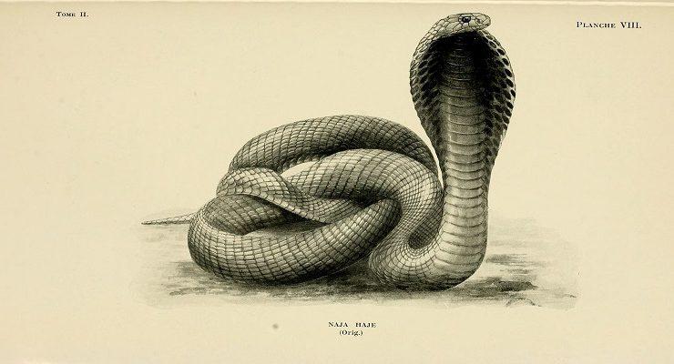 الكوبرا المصرية