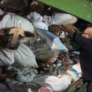 حظر تناول لحوم الكلاب