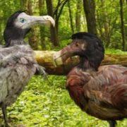 طائر الدودو