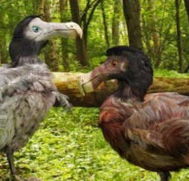 10 حقائق قد تجهلها عن القطط المنزلية طائر الدودو