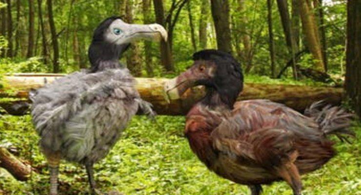 طائر الدودو