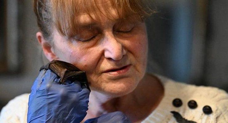 الأم الوطواط