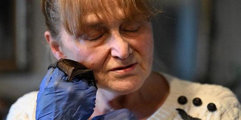 الأم الوطواط