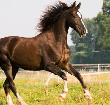 المسرح الكوميدي الغنائي لأول مرة وصراع القوة بين “الريحاني” و “الكسار” حصان