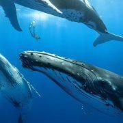 غناء الحيتان