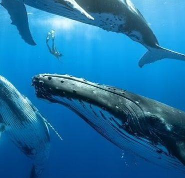 أخطاء تفعلينها في المطبخ تشوه طعم الأكل .. تجنبيها الآن غناء الحيتان