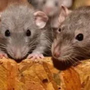 فئران الزومبي