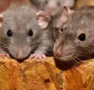 فئران الزومبي