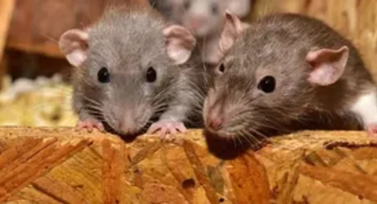 فئران الزومبي