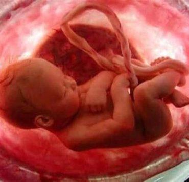 تناول النساء للمشيمة