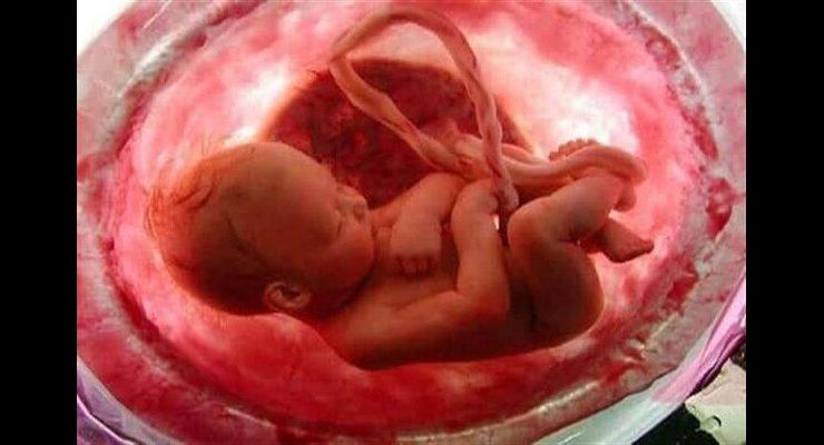 تناول النساء للمشيمة