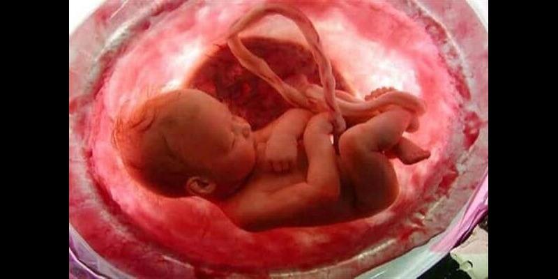 تناول النساء للمشيمة