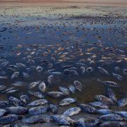 كاليفورنيا