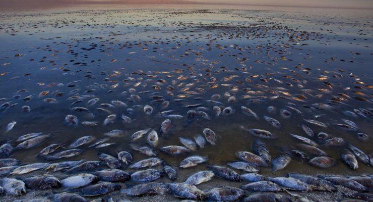 كاليفورنيا