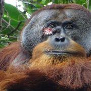 قرد يعالج نفسه