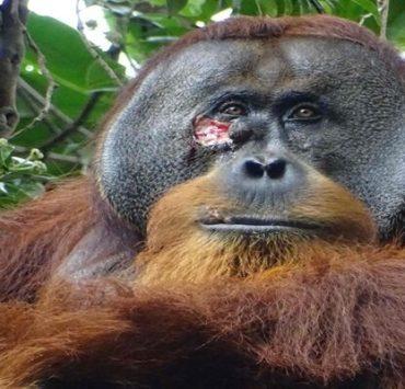 قرد يعالج نفسه