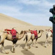 ركوب الجمال