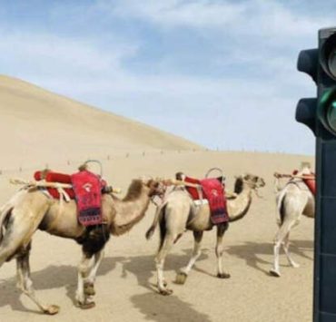 ركوب الجمال