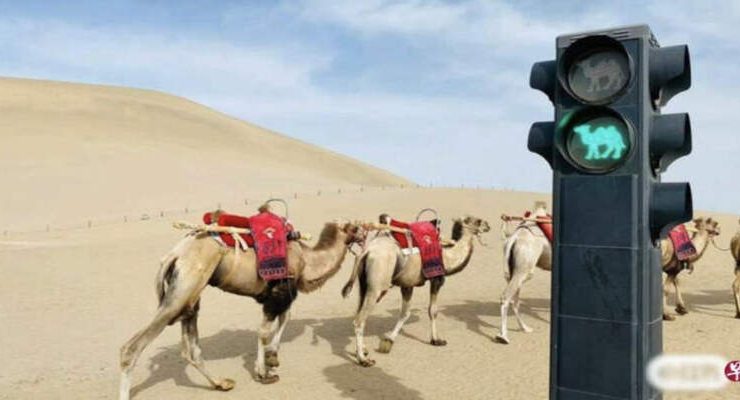 ركوب الجمال