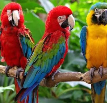 حيوانات تتصرف كالبشر