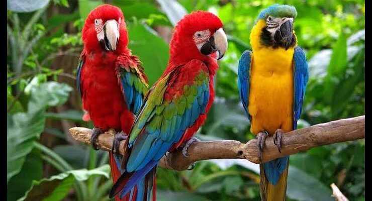 حيوانات تتصرف كالبشر