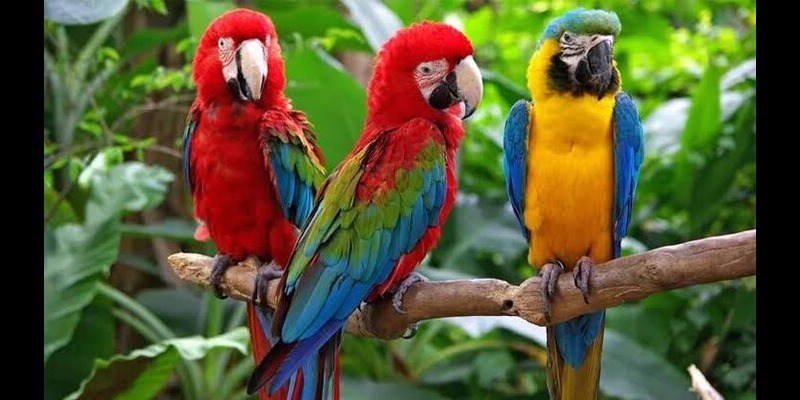 حيوانات تتصرف كالبشر