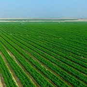 القطاع الزراعي