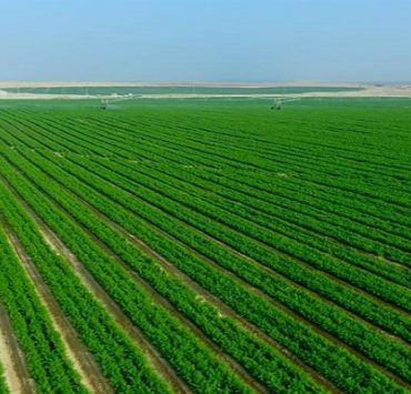 هل المنتحر كافر؟ القطاع الزراعي