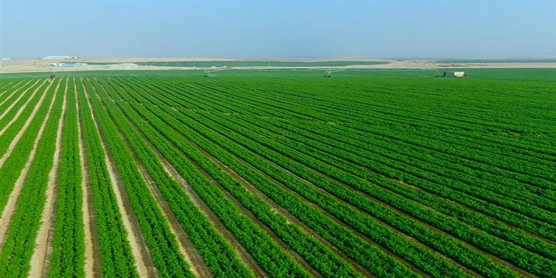 تنمية القطاع الزراعي: مسارُُ موازٍ للسياسة النقدية يهدده لذة زائفة. القطاع الزراعي