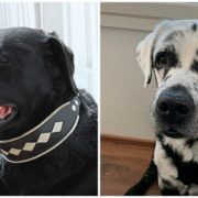 الجيوب الأنفية